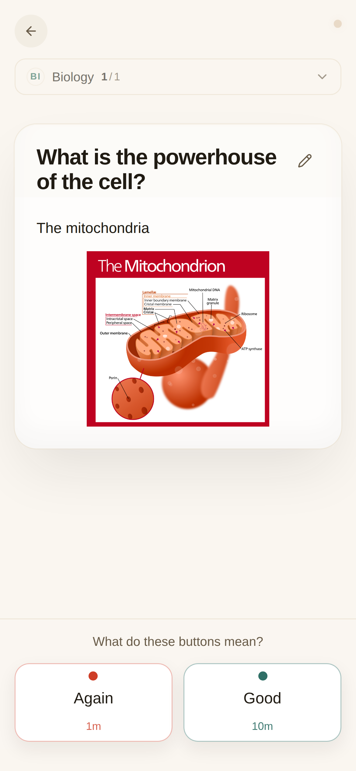 A Biology card showing its front, back text, and an attached diagram of a mitochondrion